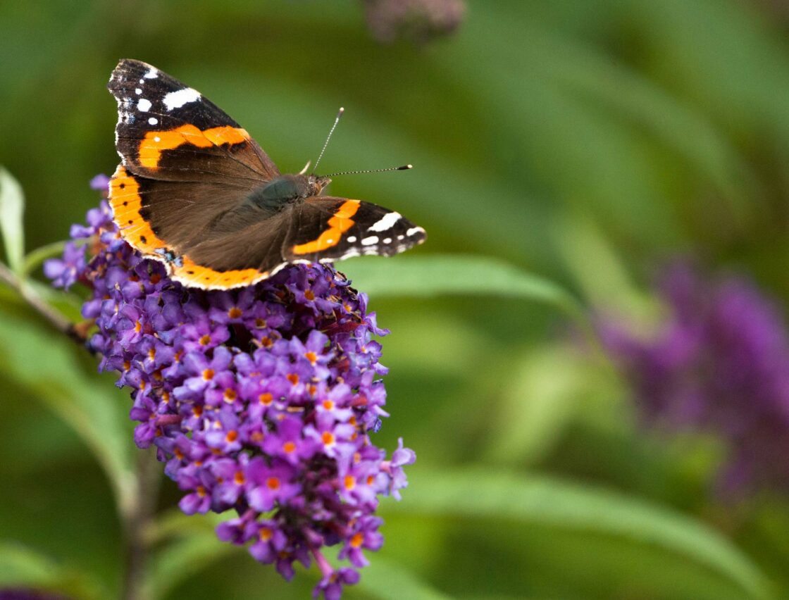 Enhancing the area for wildlife